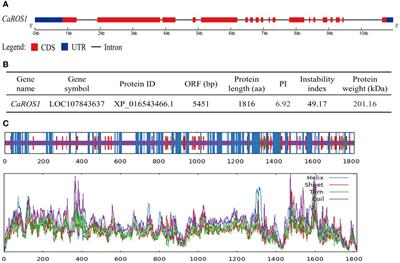 Functional identification of DNA demethylase gene CaROS1 in pepper (Capsicum annuum L.) involved in salt stress